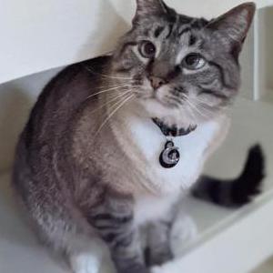 Lost Cat Ivan (Biddy)