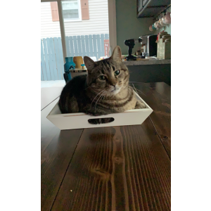 Lost Cat Dave or Davie