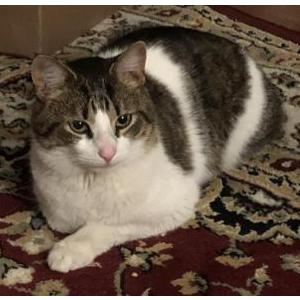 Found Cat unknown