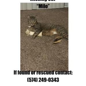 Lost Cat Milo