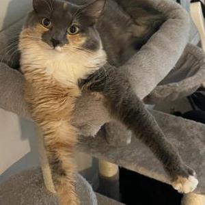 Lost Cat Foxy