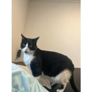 Lost Cat Oreo