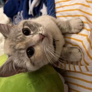 Found Cat Unknown