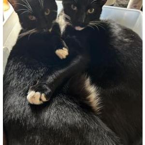 Image of Oreo & Boba, Lost Cat