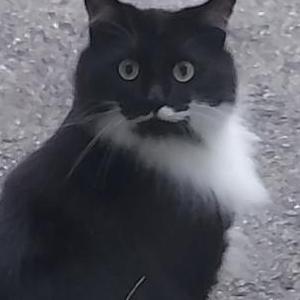 Lost Cat JACK