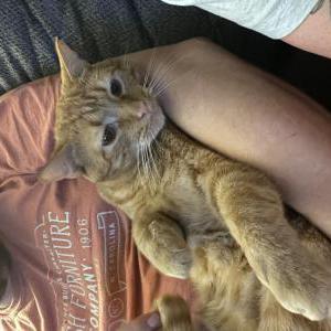 Lost Cat JB