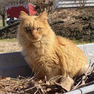 Lost Cat Sebastian