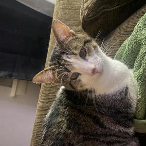 Lost Cat Ace