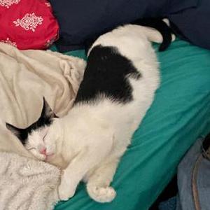 Lost Cat Oreo