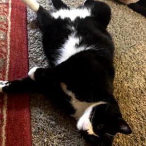 Lost Cat Sneakers
