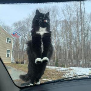 Lost Cat Sue