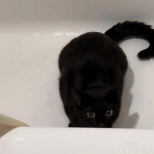 Lost Cat Smudge