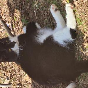 Lost Cat Max