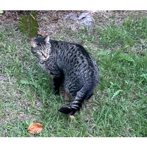 Lost Cat Rodrigo