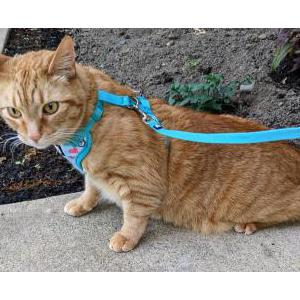 Lost Cat Atticus/Atty
