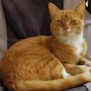 Lost Cat Pandora