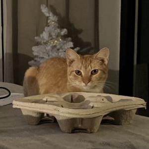 Lost Cat Bill