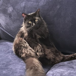 Image of Gucci, Lost Cat