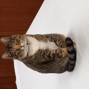 Image of Wiggles, Lost Cat