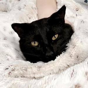 Image of Salem, Lost Cat