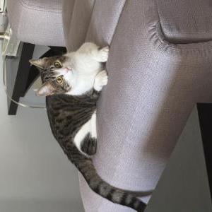Lost Cat Leo