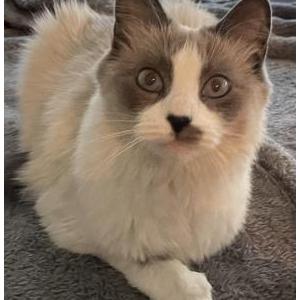 Lost Cat Luci