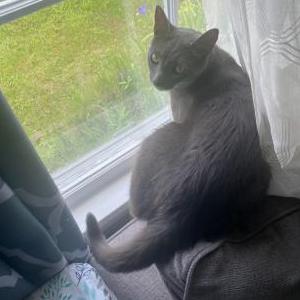 Lost Cat Ares
