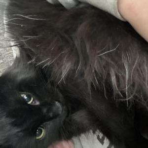 Lost Cat Duckie