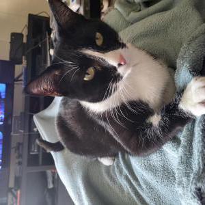 Lost Cat Jeane