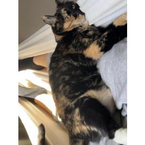 Image of Luna, Lost Cat