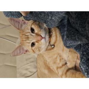 Image of Cheddar, Lost Cat