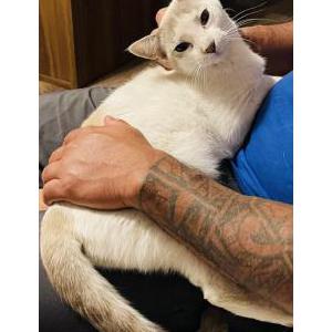 Lost Cat Louie