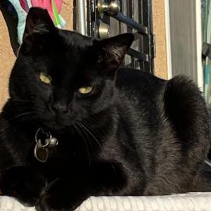 Image of Torito, Lost Cat