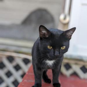 Found Cat unknown