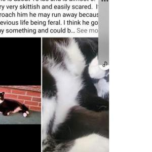 Lost Cat Spunky