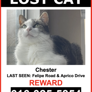 Lost Cat Chester