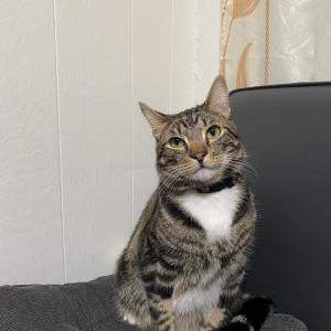 Image of Kendoll, Lost Cat