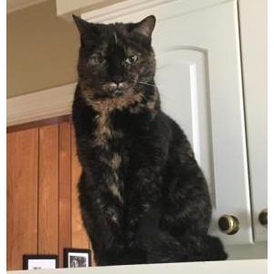 Lost Cat Julie