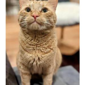 Lost Cat Elijah Blue