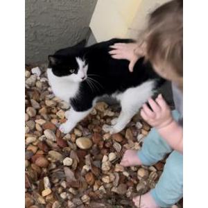 Lost Cat Pepper