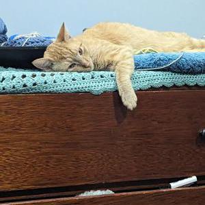 Lost Cat Ricky