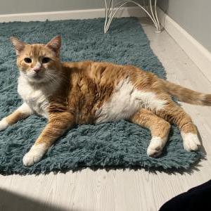 Lost Cat Duncan