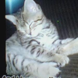 Lost Cat Biff