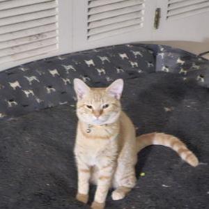 Image of Cheddar, Lost Cat