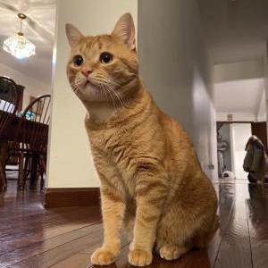 Lost Cat Mingo
