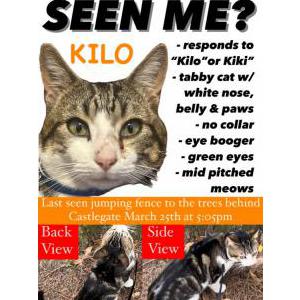 Image of Kilo, Lost Cat