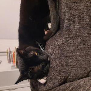 Lost Cat Scooter