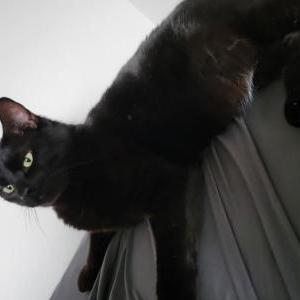 Lost Cat Prince