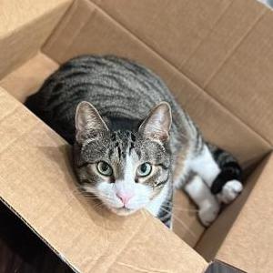 Lost Cat Bubs