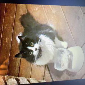 Found Cat Unknown
